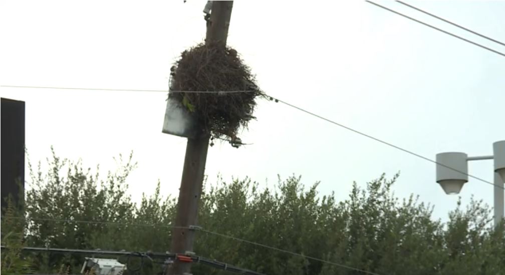Controversy over removal of bird nests from power lines